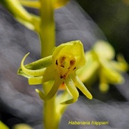 Habenaria frappieri Petit mai?s Orchi daceae Endémique La Réunion 07.jpeg